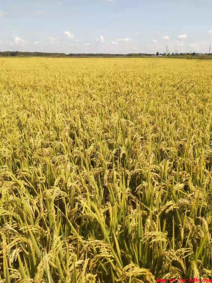 點(diǎn)擊瀏覽下一頁(yè)